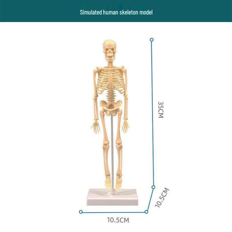 Children's STEM Educational Human Skeleton Model Toy