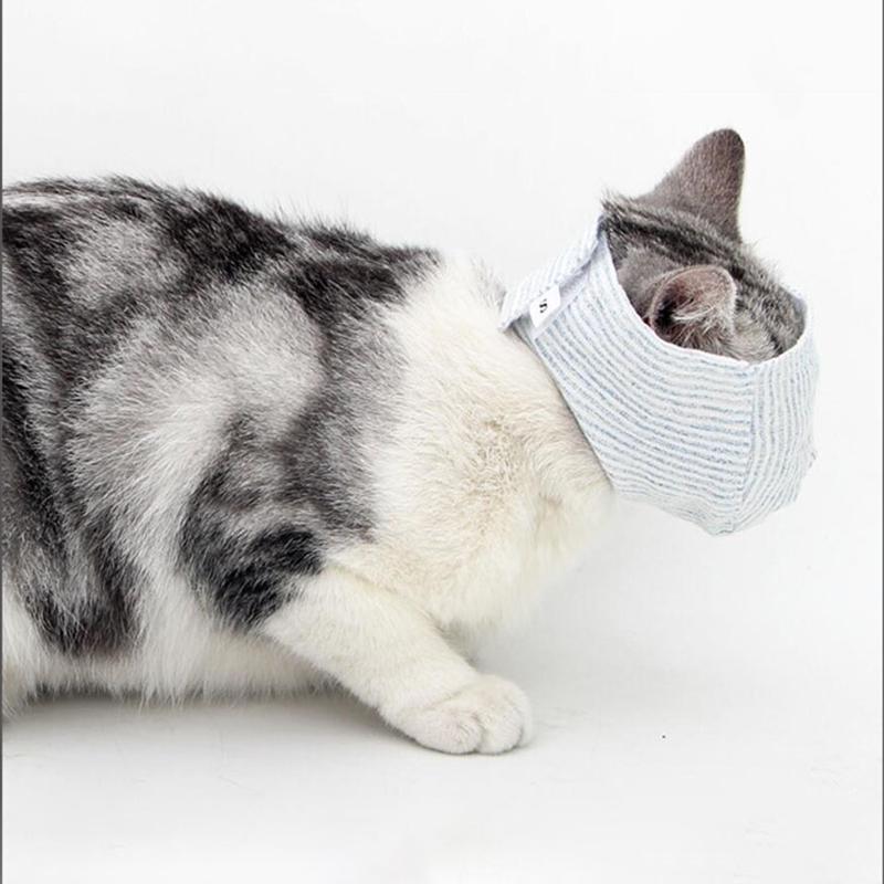 cat mouth muzzle