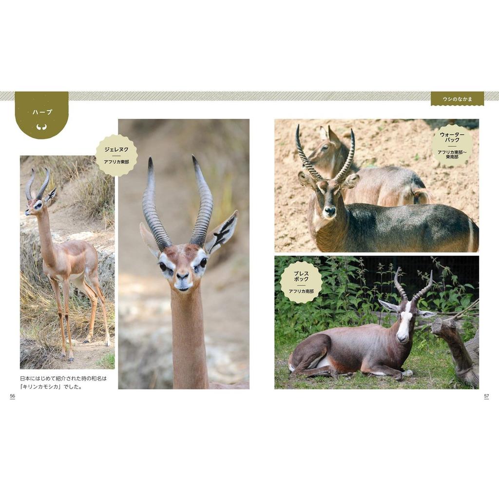 Animal Photo Book Horns and Antlers Comparison Ikimono Shashinkan 3 Japanese Picture Book