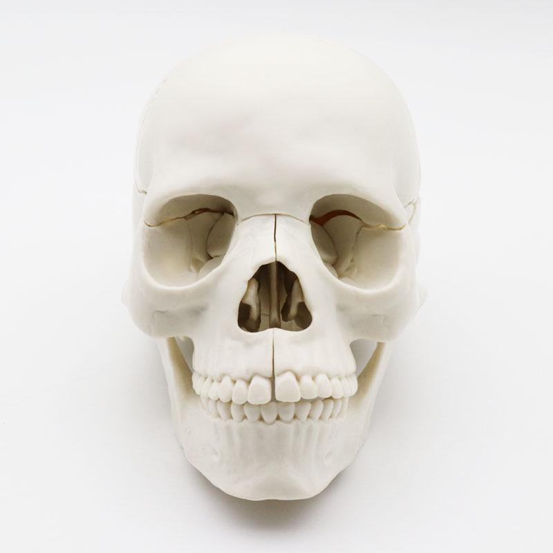 Medical 15-Part Detachable 1:2 Human Color Skull Model for Teaching