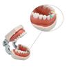600Pcs/box Dental Disposable Restoration Interdental Composite Contoured Wood Wooden Wedges Materials Dental Care