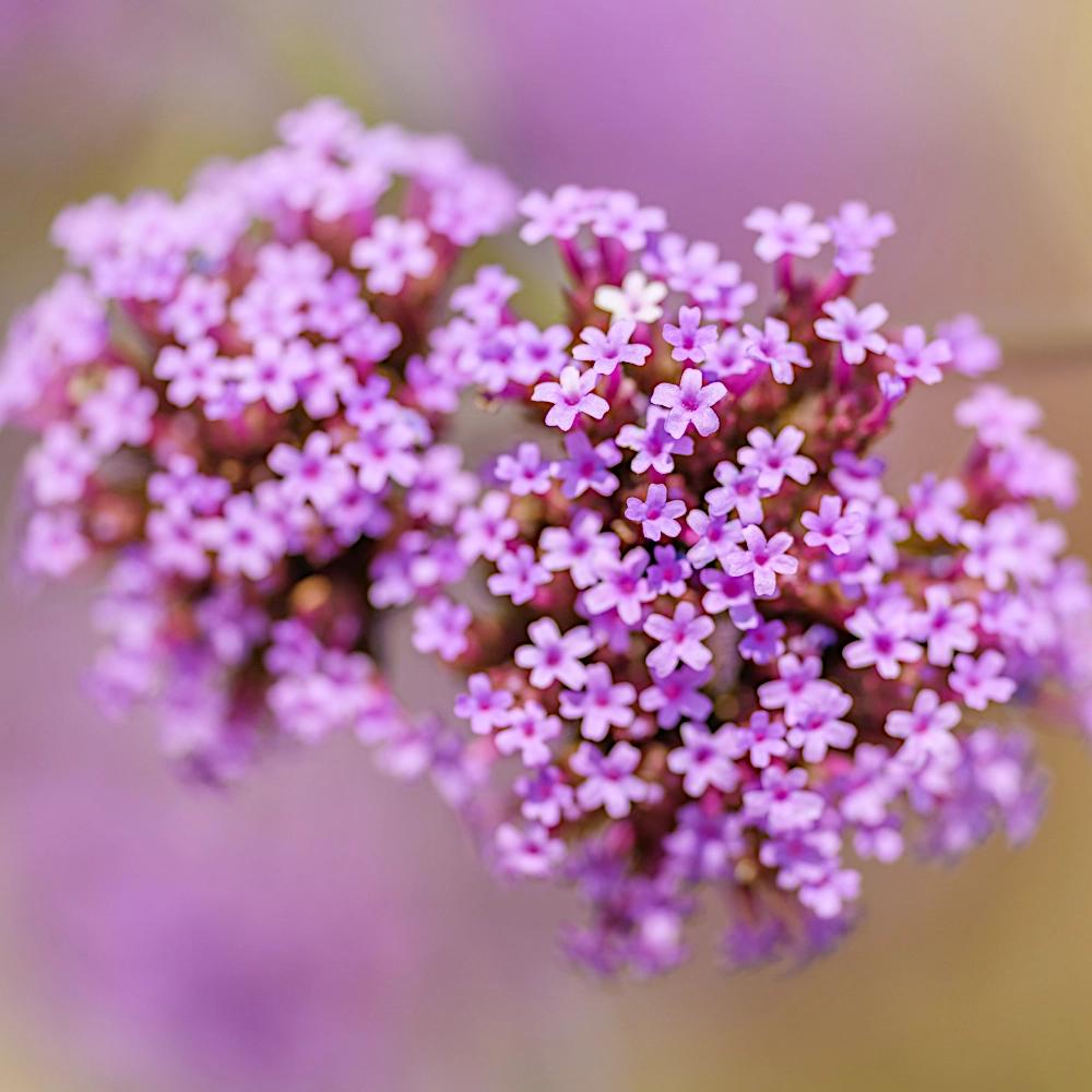 Patagonian Verbena Seeds 0.3g - VILMORIN