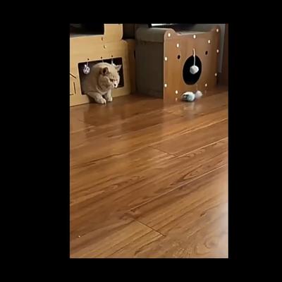 Remote Control Smart Cat Toy Automatic Rolling Pet Toys Cat Stick Teaser USB Rechargeable for Cats/Kitten Small Dogs Funny Toy Pet Supplies