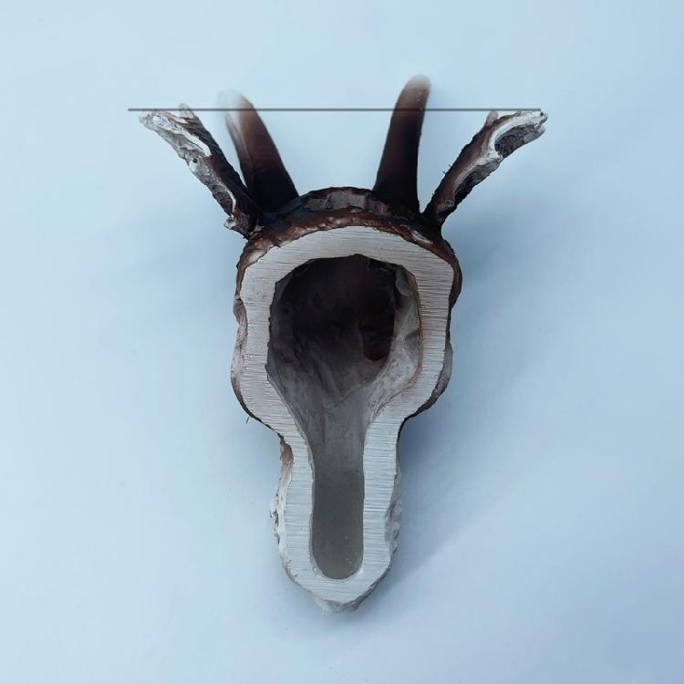 Realistic Dinosaur Skull Landscape Hideaways House Fish Shrimp Aquarium Decors