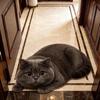 Cute 2D Cat-Shaped Area Rug Non-Slip Anti-fouling Home Decor Carpet Easy to Clean Cartoon Carpet Living Rooms