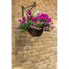Ambassador Willow Plant Hanging Basket