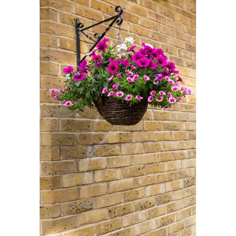 Ambassador Willow Plant Hanging Basket