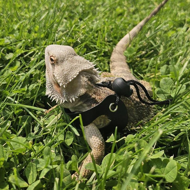 3 Packs Adjustable Lizard Leash Set - Small Reptile Harness for Bearded Dragon, Chameleon & Outdoor Walking (S/M/L)