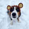 Dinosaur/Brown Bear Halloween Knitted Pet Hat Deer/Black Bull Shape Breathable Rabbit Ear Dog Hat Soft Wool Knitted Puppy Cap