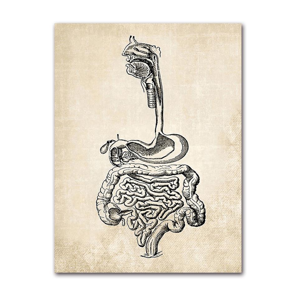 Wandbilder für Krankenhaus, Arzt, Büro, Dekor, Wandkunst, Leinwand, Malerei, Anatomie, Skelett, nordische Poster und Drucke, Vintage