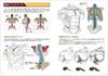 How To Draw Strong Muscles (Super Drawing Series)