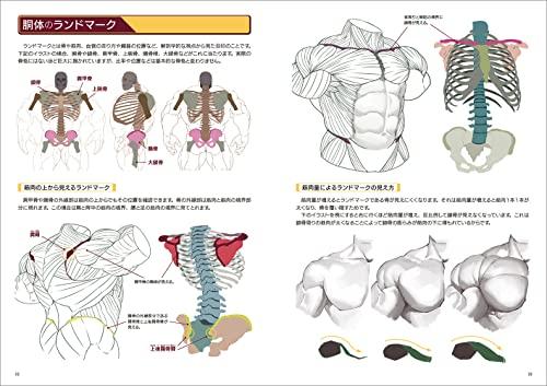 How To Draw Strong Muscles (Super Drawing Series)