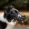 Köpek – Eğitim ve Öğretim Araçları
