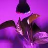 28W Full Spectrum Led Grow Light Growing Lamp Bulb For Flower Plant 85V-265V E14