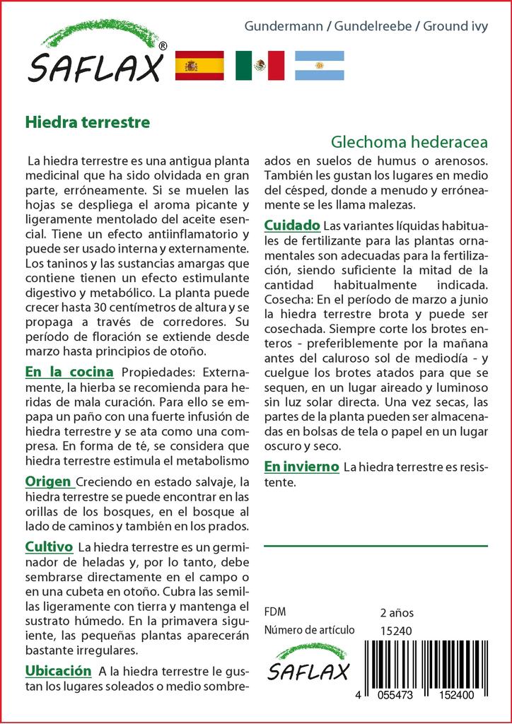 SAFLAX Garden in the Bag – Gemahlener Efeu – 75 Samen – Mit Substrat im passenden Standbeutel – Glechoma hederacea