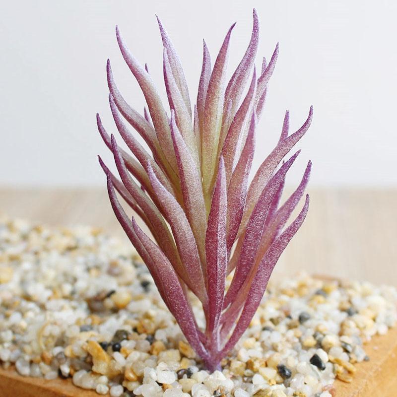 Beautifully Crafted Mini Artificial Succulents For Lifelike Home Office Decor