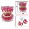 Modello Typodont Standard Dentale Con 28 Denti Rimovibili Gengiva Morbida Modello per Esercitazione Estrazione Dentale Per Educazione Paziente Demo Nuovo