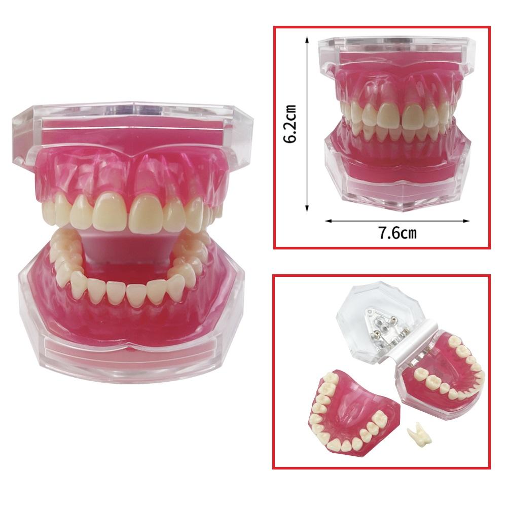 Modello Typodont Standard Dentale Con 28 Denti Rimovibili Gengiva Morbida Modello per Esercitazione Estrazione Dentale Per Educazione Paziente Demo Nuovo