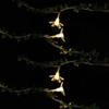 LED rattan peach blossom light string small light simulation flower wreath battery box flower decoration light Christmas party