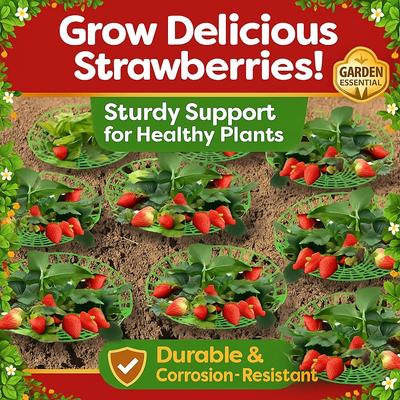 Green Strawberry Planting Stand with 3 Sturdy Legs - PVC Plant Support Cage, And Corrosion, Ideal Planting Aid
