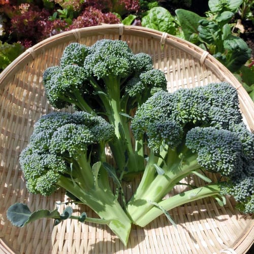 Sulforaphane (30-day supply) by Taiyodo Pharmaceutical, Broccoli Sprouts, Wasabi Powder, Acid-Resistant Capsules