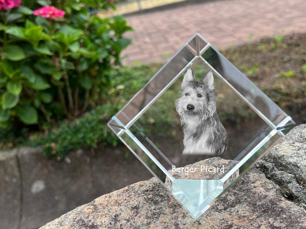 Picardy Sheepdog, Berger Picard, Picardy Shepherd – Crystal cube with a photo, photo of a horse in crystal | Art-Dog