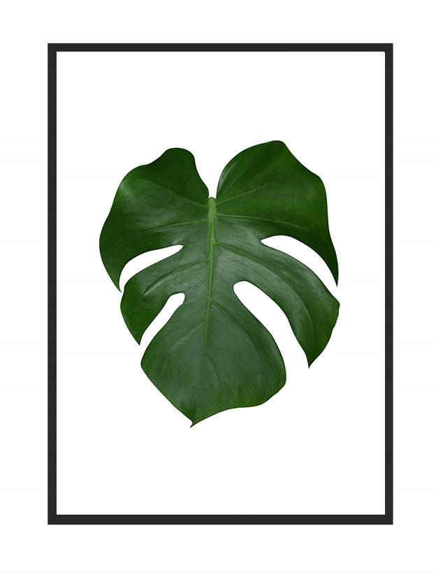 Obraz plakat w ramie 43x33 cm liść 2 p570