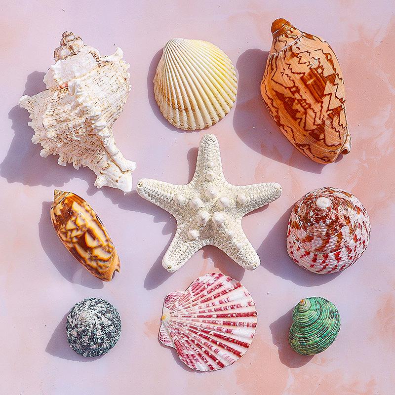 Handmade Natural Seashell Conch & Starfish Frame for DIY Fish Tank or Landscaping