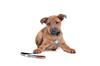 ROOKCRAN Max & Molly Large Dog Leash, Comic Design, Suitable for Small, Medium, and Large Dogs, Stylish, 064701