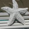 Cute Starfish Ornaments Mini Sea Stars Decoration Fish Tank Ornament Simulation Starfish  Fish Tank