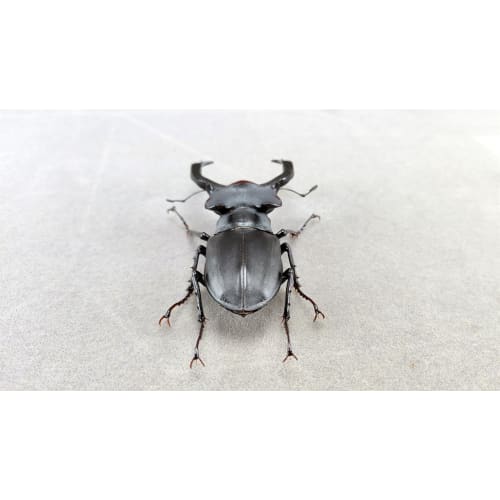 BACALYSO | Nirvana European Stag Beetle Figure, Coleoptera, Lucanidae, Genus Lucanidae, Refrigerator Ornament, Magnetic, Realistic, Adult, Illustrated