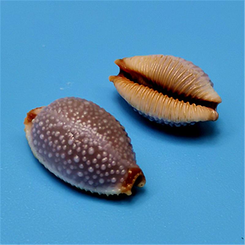 Vzácný přírodní exemplář mušle kauri pro akvárium nebo středomořskou domácí dekoraci