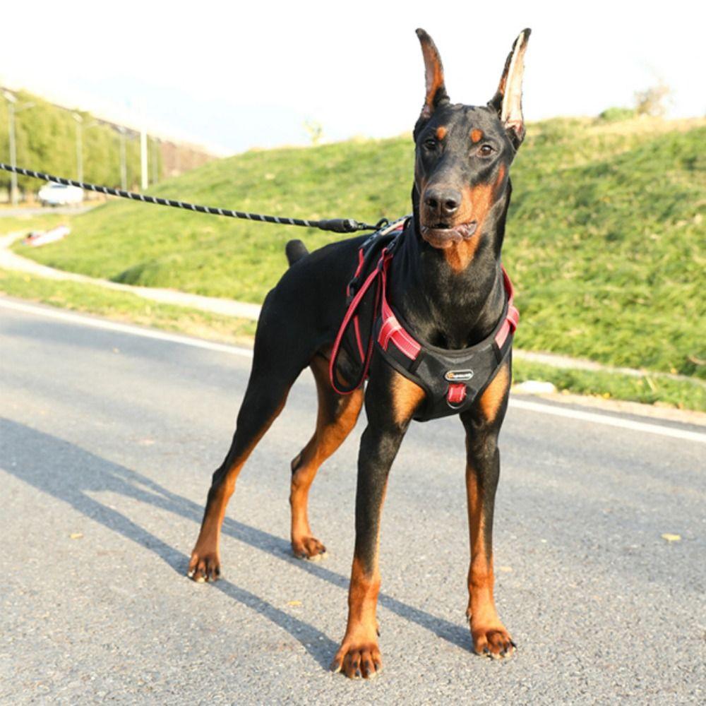 Reflective Dog Chest Strap Adjustable No-Pull Chest Strap Dogs Accessories  Outdoor Use