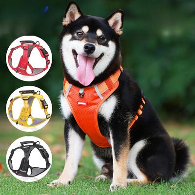 Hunde – Hundehalsbänder & Leinen