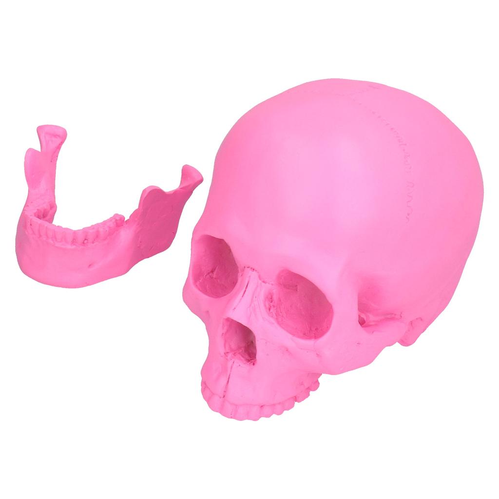 Pryskyřičná Halloweenská Dekorace Lebky Festivalové Domácí Rekvizity Falešná Celá Lebka Ozdoby Růžová