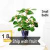 Potted Little Hope Bodhi Tree – Indoor Hydroponic Bonsai for Zen Decor