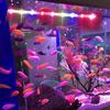 17-47cm Aquarium LED Lighting Diving Atmosphere Lamp USB Waterproof Aquarium Decorative Plant Growth Lamp Accessories AC110-240V