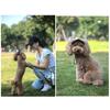 Cappellino Stiloso per Cane 4 Misure Disponibili Design Traspirante Cappellino Parasole per Animali Domestici Ideale per Passeggiate Quotidiane e Giochi Spiaggia