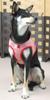 ASHU Dog Wear Harness and Lead, Border Red, Tezukayama Houndcam (LL, XL), for Medium Dogs (Wear Harness (LL: Chest Circumference 52-60cm))