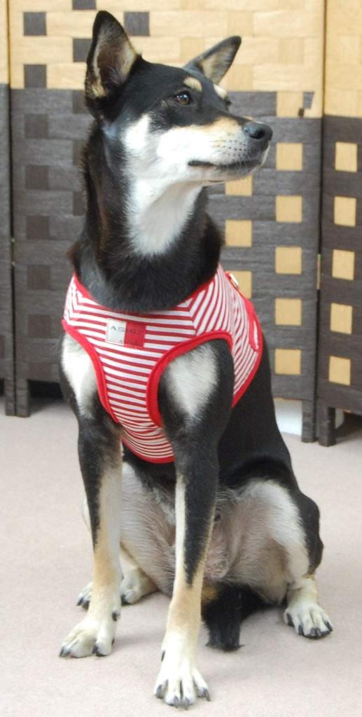ASHU Dog Wear Harness and Lead, Border Red, Tezukayama Houndcam (LL, XL), for Medium Dogs (Wear Harness (LL: Chest Circumference 52-60cm))