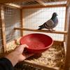Bird Nesting Box With Plastic Incubator For Small Bird Breeding And Egg Incubation