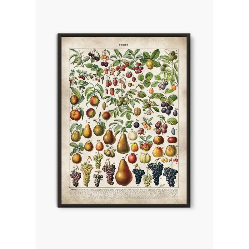 Vintage Antique Book Wall Art Plant Illustration Medicinal Herb Fruit Seaweed Tree Mushroom Canvas Painting Home Decor Gift