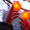 Persimmons String Light Waterproof Battery Operated Artificial Fruit Lights for Outdoor Garden Christmas Tree Decor