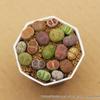 Rare Lithops Succulent Pot: Diverse Colors & Varieties