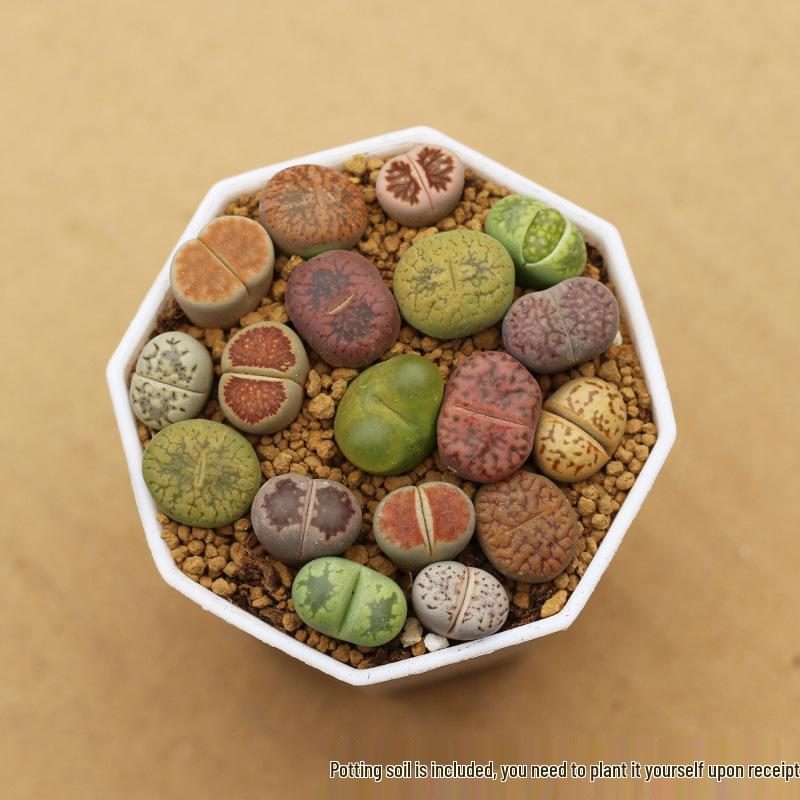 Rare Lithops Succulent Pot: Diverse Colors & Varieties