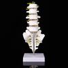 Human lumbar spine model, lumbar spine educational model, spine model, 32cm life-size human lumbar spine model, for education and medical research