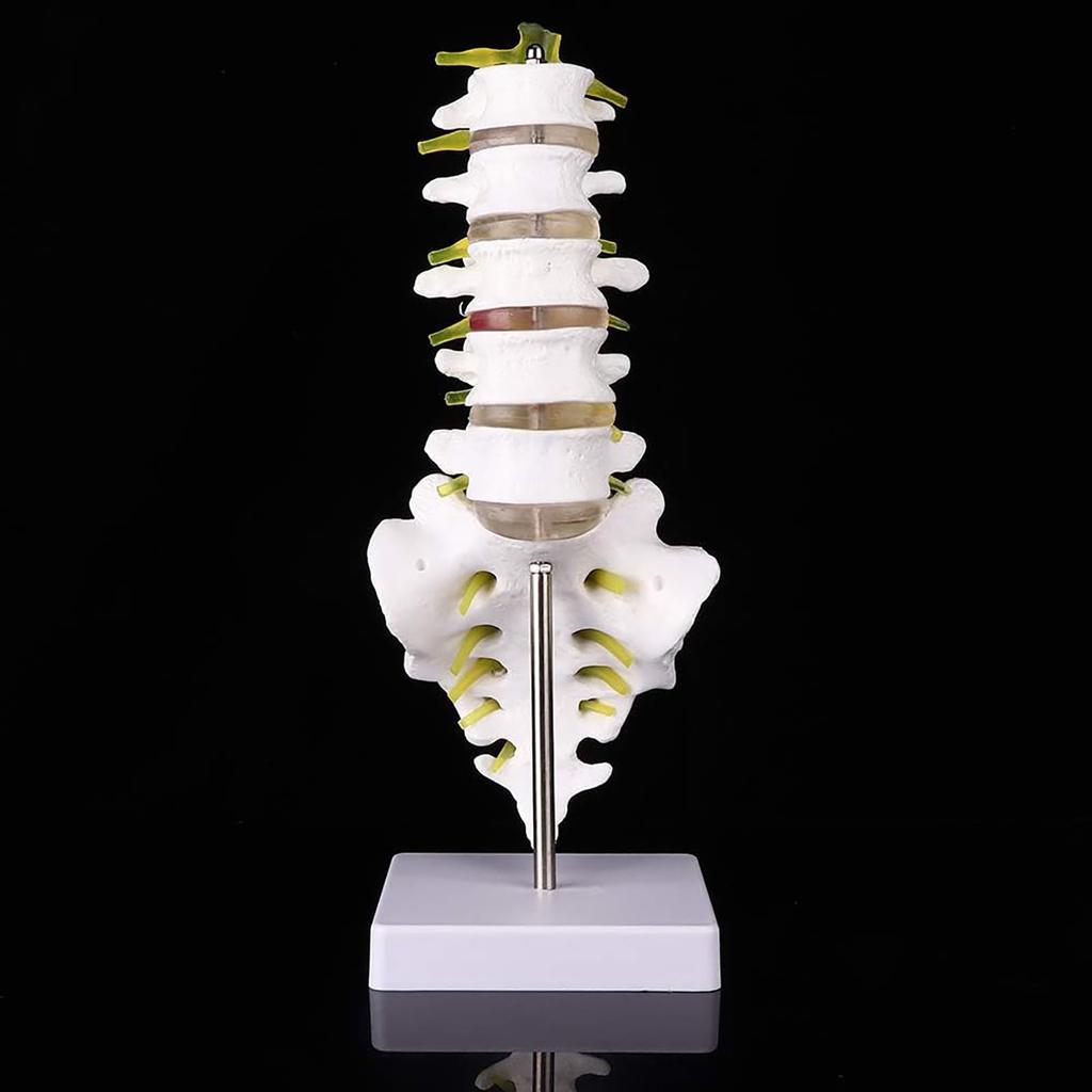 Human lumbar spine model, lumbar spine educational model, spine model, 32cm life-size human lumbar spine model, for education and medical research