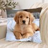 1 ks Povlaky na polštáře Golden Retriever na pohovku Židli Obývací pokoj Povlak na polštář Útulné Zip Potahy na polštáře na pohovku Ložnice Vnitřní Domácí dekorace