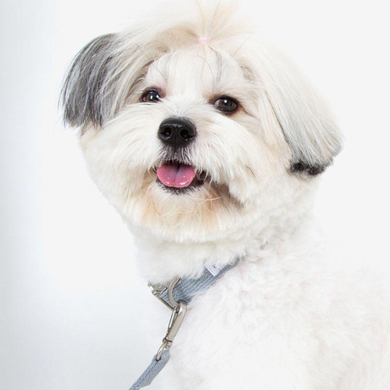 Foreverybari Leine (eisgrau)