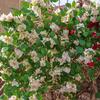 Multicolor Bougainvillea Artificial Flower Vine Green Leaves Hanging Decoration Artificial Flower Ornament DIY